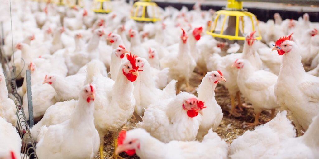 Policy or Panic? Unpacking Hong Kong's Strategic Poultry Ban in the Face of H5N1